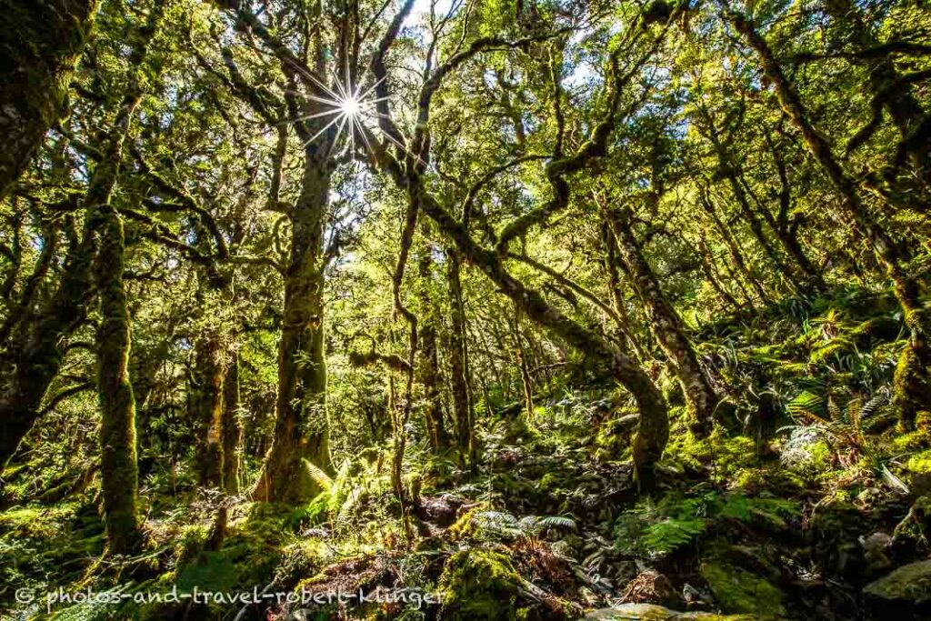 Forest along the Caples Greenstone hike