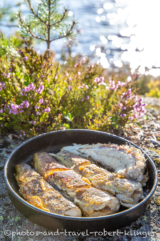 Fresh cought trout in Norway
