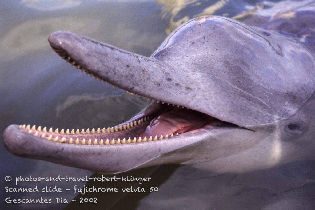 A dolphin at the australian east coast