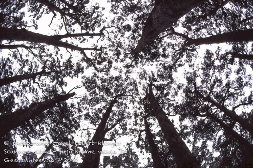 A huge forest in Western Australia