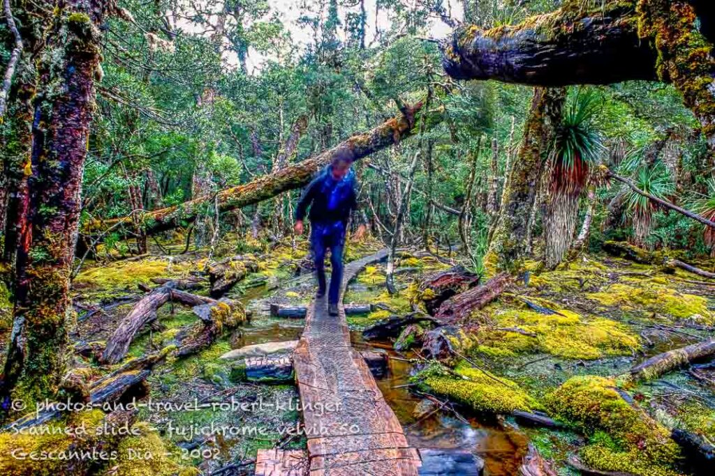 A hiker on the overland track in Tasmania