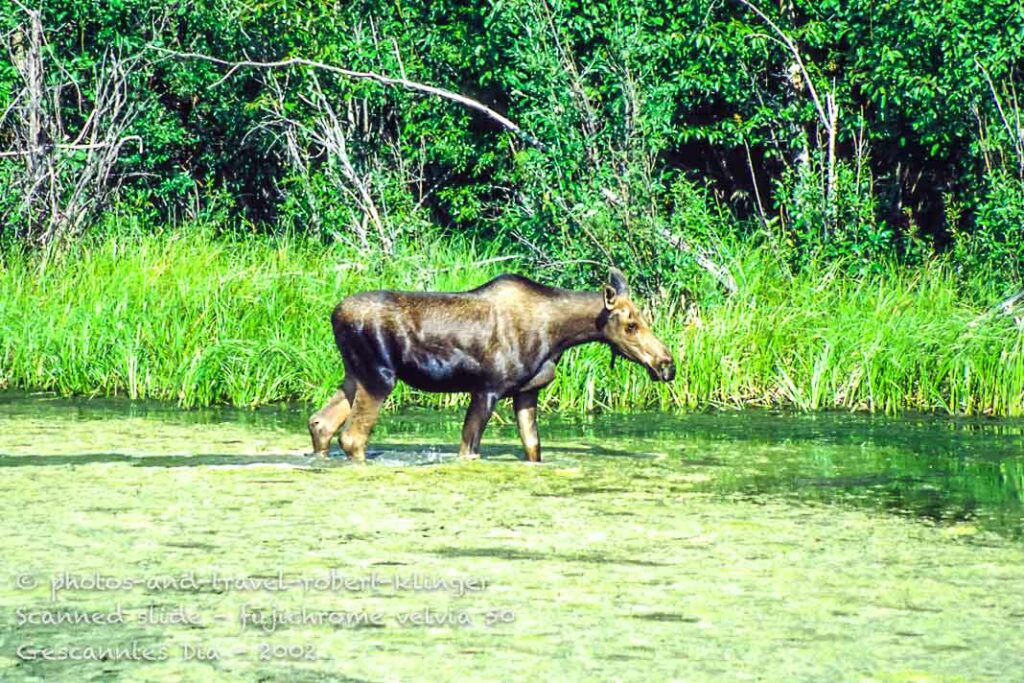 A moose in a lake in Canada, Yukon