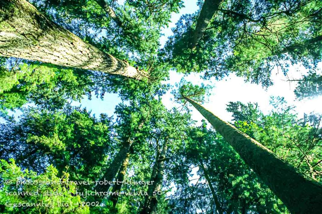 Forrest on Vancouver island