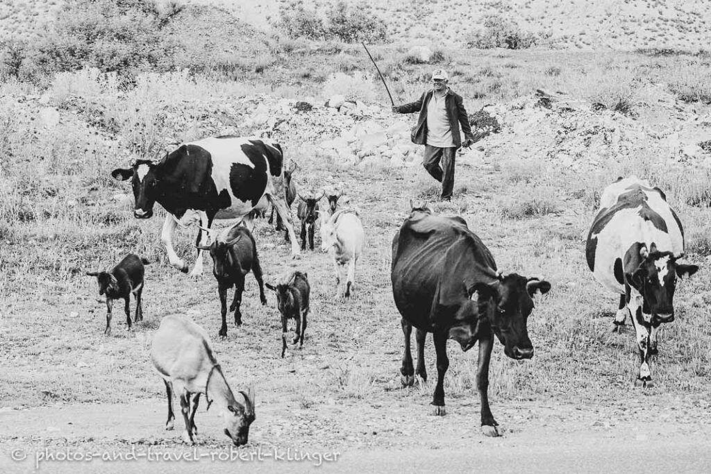 A farmer with cows and goats in Albania