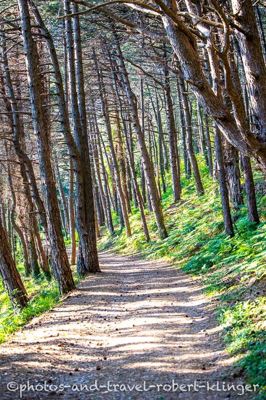 A forest road in Montenegro
