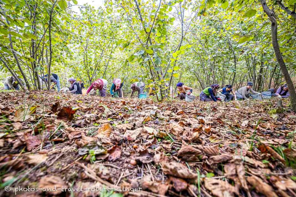 There are tons of hazelnuts to be harvested in Turkey as Turkey has the biggest hazelnut industry worldwide