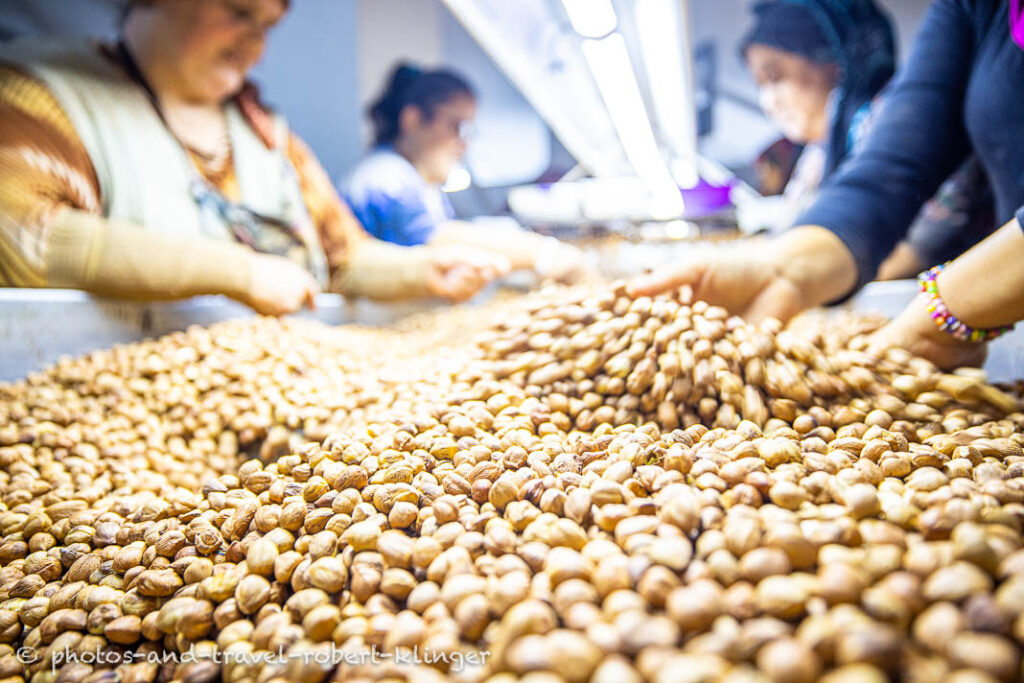 Women are sorting out hazelnuts in a factory in Turkey
